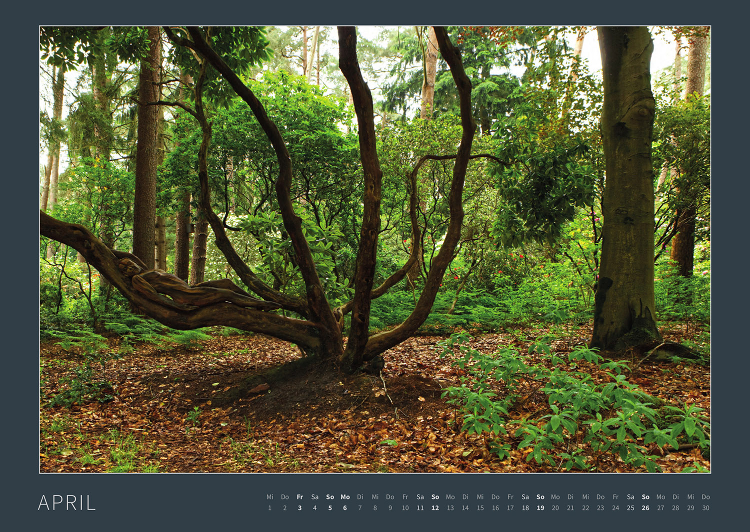 Kalender 2026: Bodypainting-Kunst, Mensch & Natur - Farbige Symbiosen (ausverkauft)